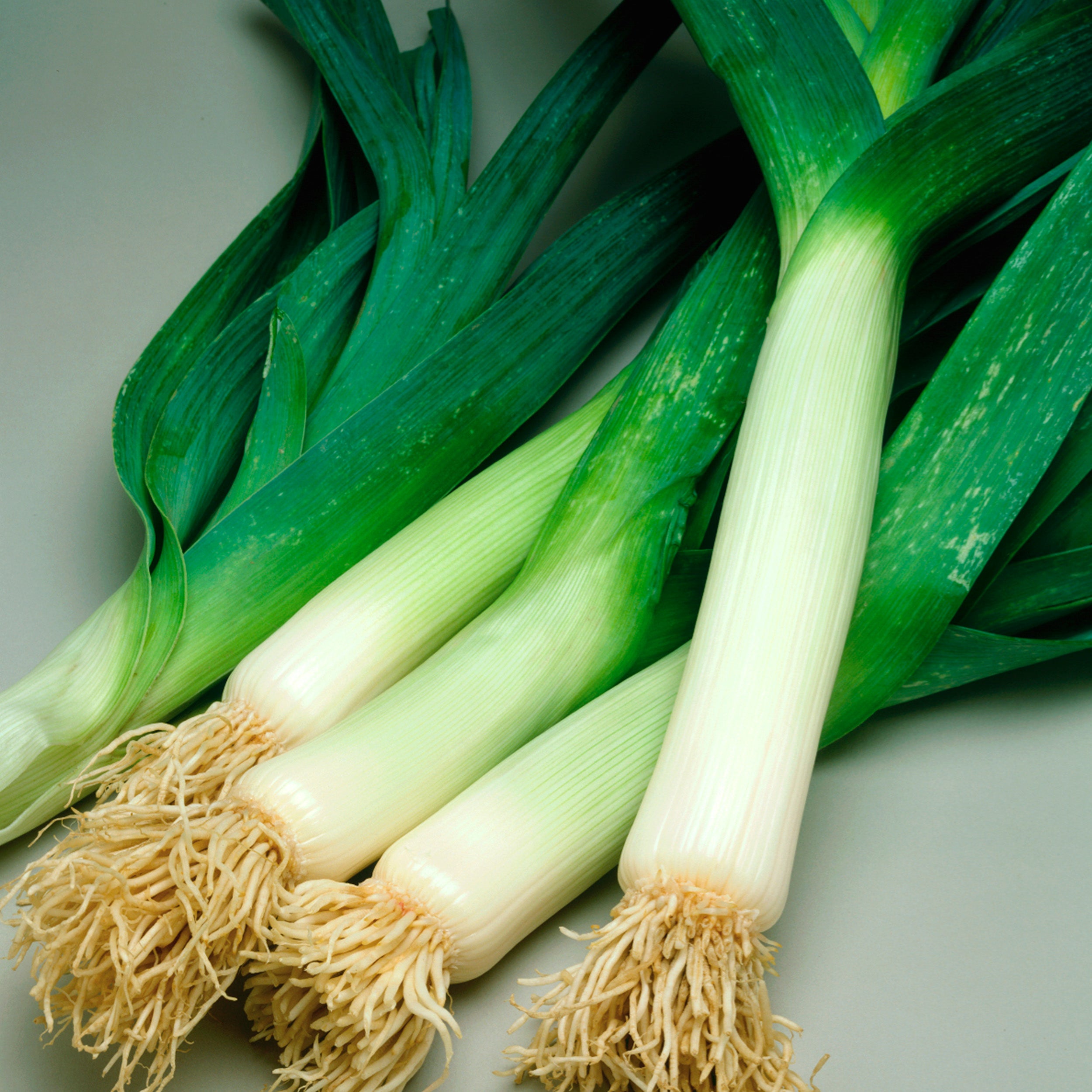 American Flag Leeks fully grown and harvested from Ferry Morse seeds.